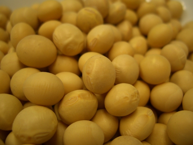 北海道産 鶴の子大豆 500g